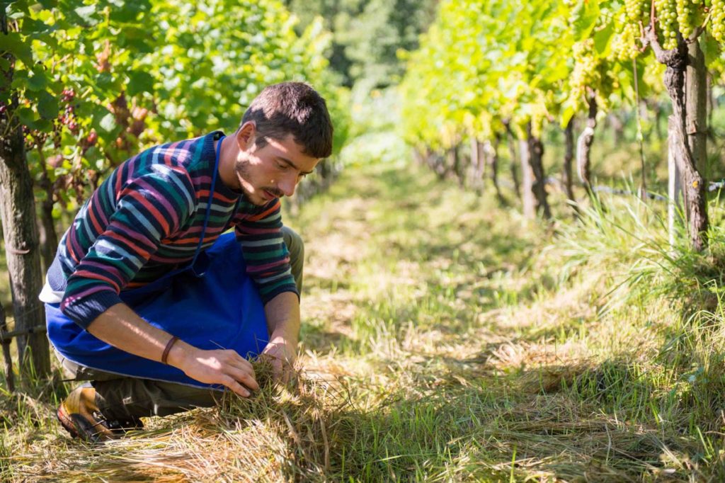 vino vitigni piwi thomas niedermayr