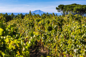 vini isole vinitaly 2019