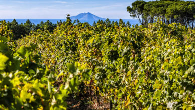 vini isole vinitaly 2019