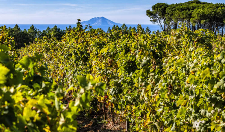 vini isole vinitaly 2019
